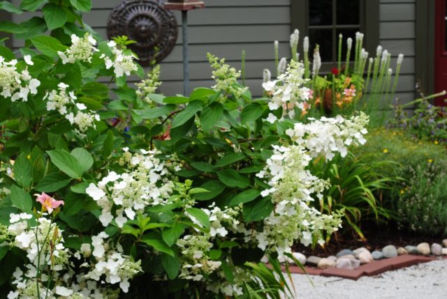 Hydrangea paniculata Tardiva: planting and care, reproduction, reviews