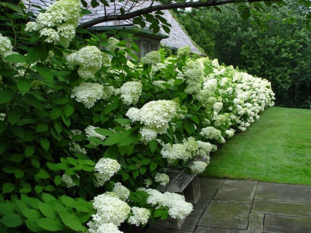 Hydrangea paniculata Tardiva: planting and care, reproduction, reviews