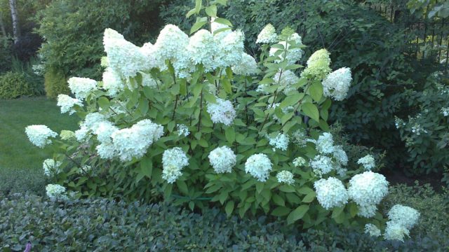 Hydrangea paniculata Tardiva: planting and care, reproduction, reviews