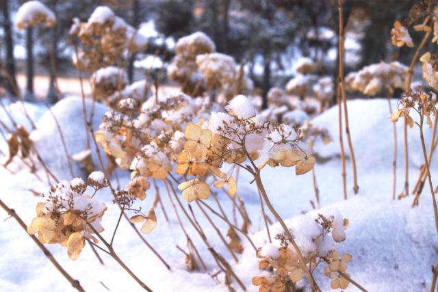 Hydrangea paniculata Tardiva: planting and care, reproduction, reviews