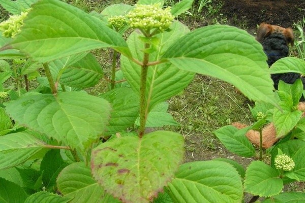 Hydrangea paniculata Tardiva: planting and care, reproduction, reviews