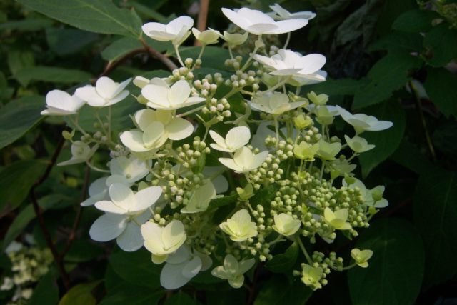 Hydrangea paniculata Unique: description, reproduction, reviews