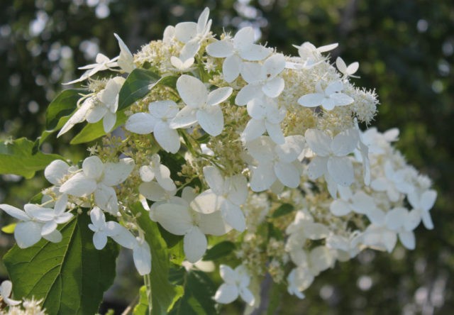 Hydrangea paniculata Unique: description, reproduction, reviews