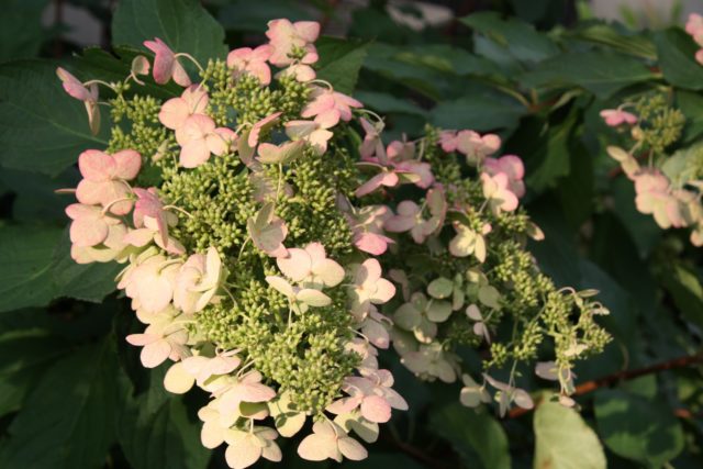 Hydrangea paniculata Unique: description, reproduction, reviews