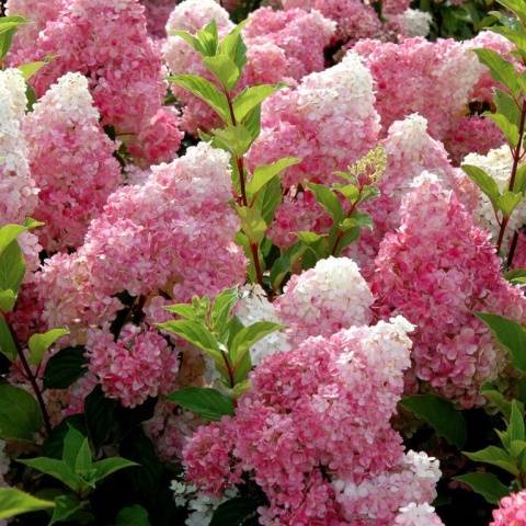 Hydrangea Paniculata Vanille Fraise: pruning, frost resistance, in landscape design