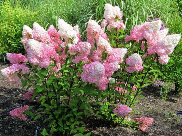 Hydrangea Paniculata Vanille Fraise: pruning, frost resistance, in landscape design