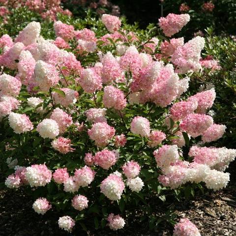 Hydrangea Paniculata Vanille Fraise: pruning, frost resistance, in landscape design