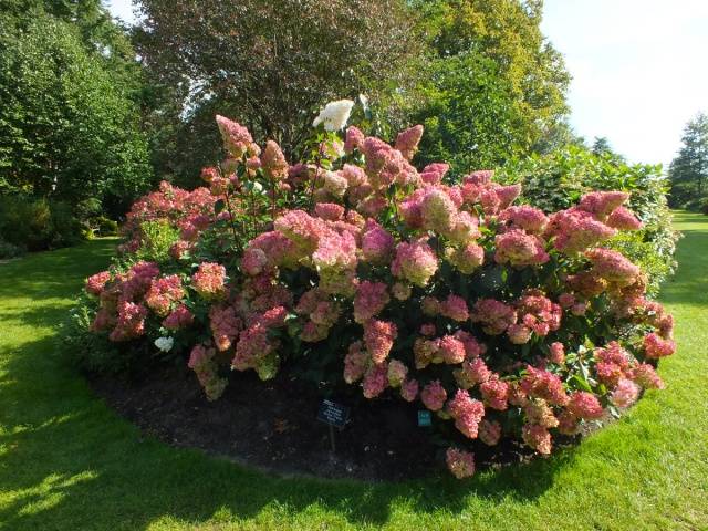 Hydrangea Paniculata Vanille Fraise: pruning, frost resistance, in landscape design