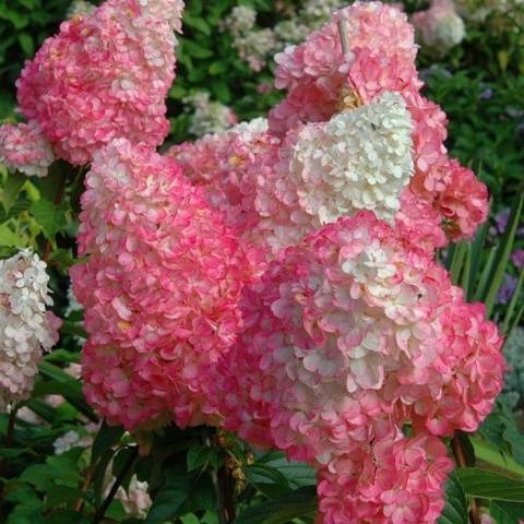 Hydrangea Paniculata Vanille Fraise: pruning, frost resistance, in landscape design