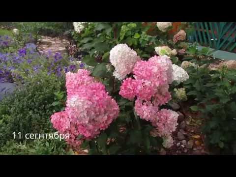 Hydrangea Paniculata Vanille Fraise: pruning, frost resistance, in landscape design