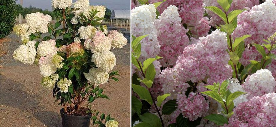 Hydrangea Paniculata Vanille Fraise: pruning, frost resistance, in landscape design