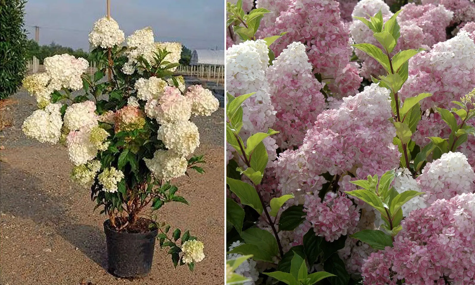 Hydrangea Paniculata Vanille Fraise: pruning, frost resistance, in landscape design