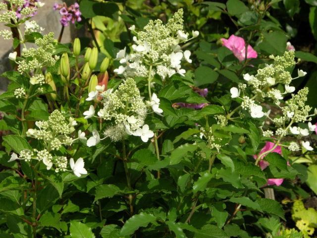 Hydrangea paniculata White Lady: description, planting and care, reviews