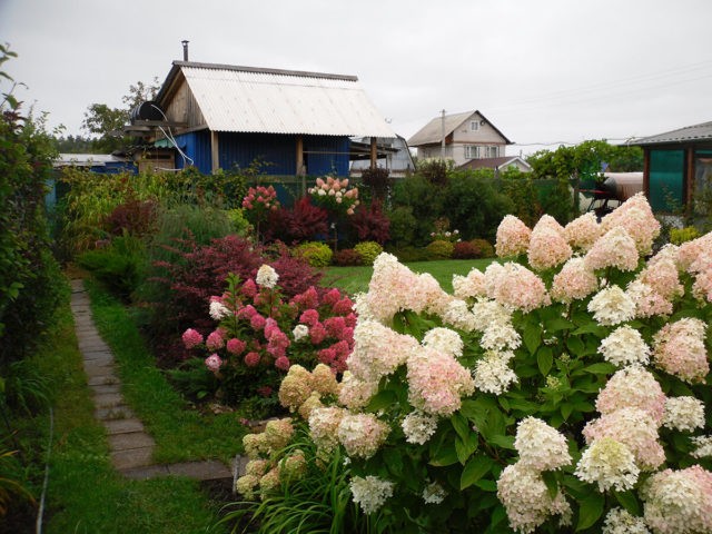 Hydrangea paniculata White Lady: description, planting and care, reviews