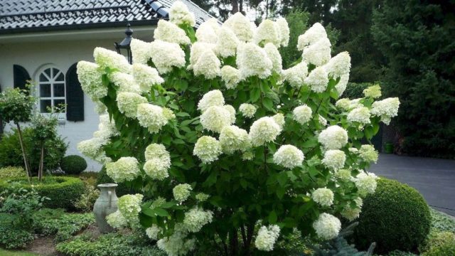 Hydrangea paniculata White Lady: description, planting and care, reviews