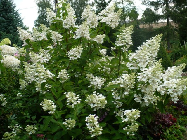 Hydrangea paniculate Kyushu: description, pruning, photos and reviews