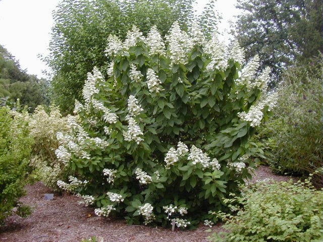 Hydrangea paniculate Kyushu: description, pruning, photos and reviews