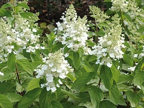 Hydrangea paniculate Kyushu: description, pruning, photos and reviews