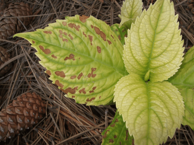 Hydrangea paniculate Kyushu: description, pruning, photos and reviews