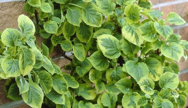 Hydrangea petiolate Miranda: planting and care, photos, reviews