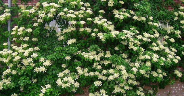 Hydrangea petiolate Miranda: planting and care, photos, reviews