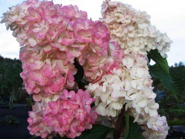 Hydrangea Pink Lady: description + photo