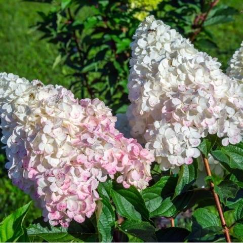 Hydrangea Pink Lady: description + photo