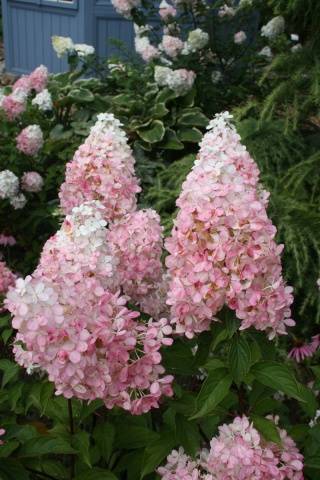 Hydrangea Pink Lady: description + photo