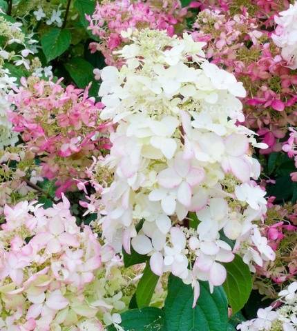 Hydrangea Pink Lady: description + photo