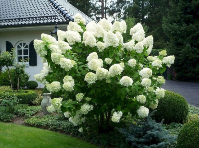 Hydrangea Polar Beer: description, planting and care, how to cut, photos, reviews