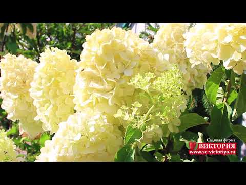 Hydrangea Polar Beer: description, planting and care, how to cut, photos, reviews