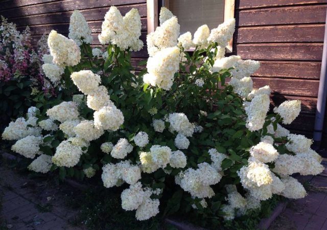 Hydrangea Polar Beer: description, planting and care, how to cut, photos, reviews