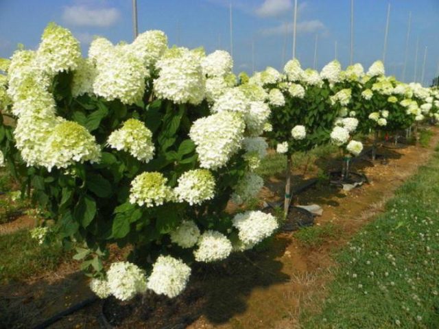 Hydrangea Polar Beer: description, planting and care, how to cut, photos, reviews