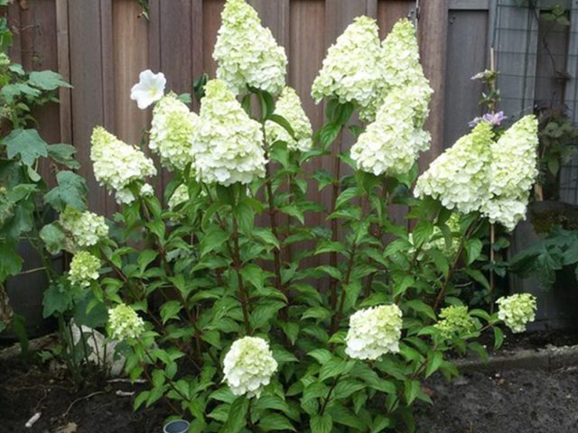 Hydrangea Polar Beer: description, planting and care, how to cut, photos, reviews