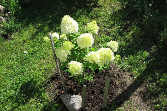 Hydrangea Polar Beer: description, planting and care, how to cut, photos, reviews