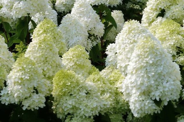 Hydrangea Polar Beer: description, planting and care, how to cut, photos, reviews