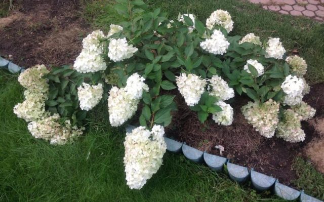 Hydrangea Polar Beer: description, planting and care, how to cut, photos, reviews