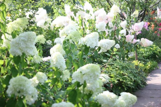 Hydrangea Polar Beer: description, planting and care, how to cut, photos, reviews