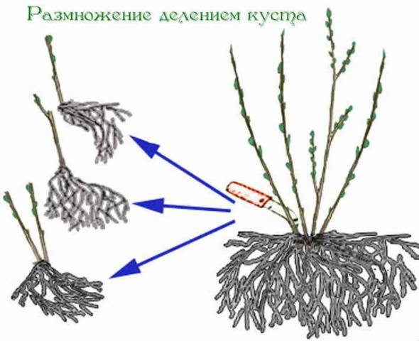 Hydrangea: propagation by cuttings in autumn