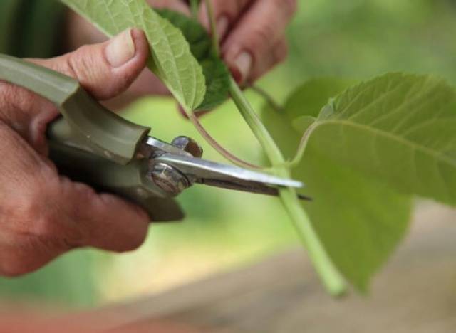 Hydrangea: propagation by cuttings in autumn