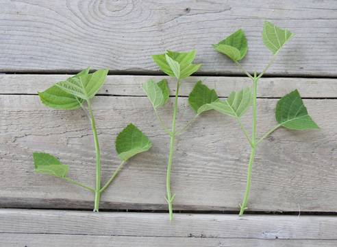 Hydrangea: propagation by cuttings in autumn