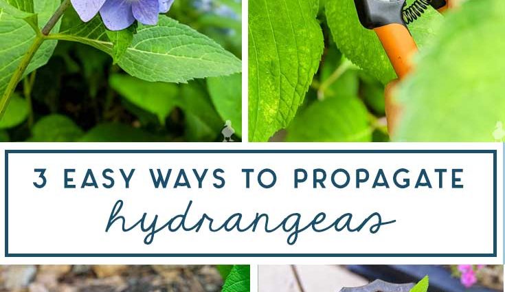 Hydrangea: propagation by cuttings in autumn