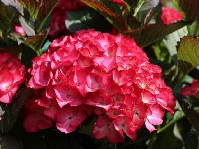 Hydrangea Red Angel: planting and care, photos, reviews