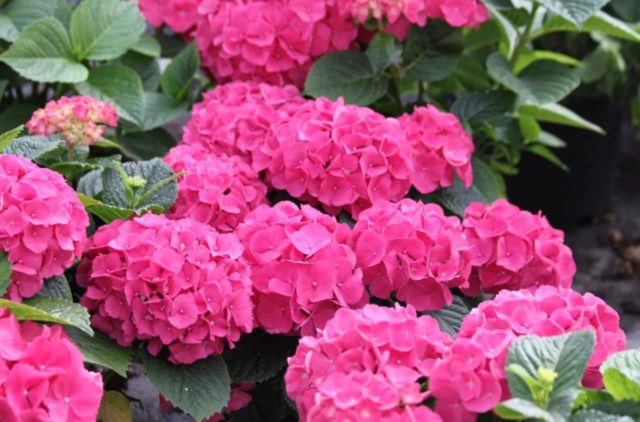 Hydrangea Red Baron: reviews, planting and care, photos