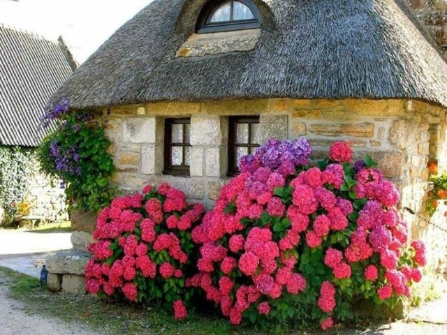 Hydrangea Red Baron: reviews, planting and care, photos