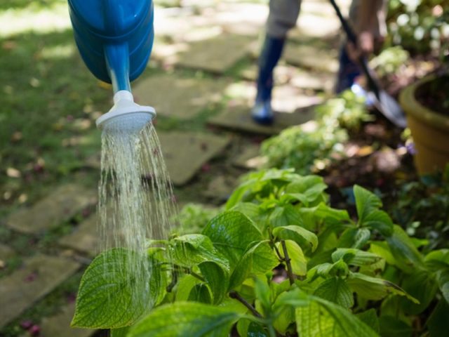 Hydrangea Red Baron: reviews, planting and care, photos