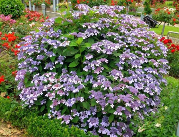 Hydrangea rough Sargent: planting and care, photos, reviews