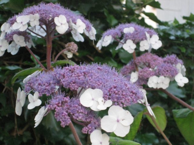 Hydrangea rough Sargent: planting and care, photos, reviews