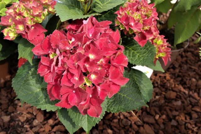 Hydrangea Royal Red: description, planting and care, reproduction