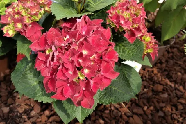 Hydrangea Royal Red: description, planting and care, reproduction